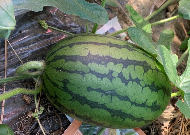 ���̡�11��ȯ��ͽ���ʡ���Ⱦ��Į�ۤ��������ޡ�����������Τ�����꾮�̥���������