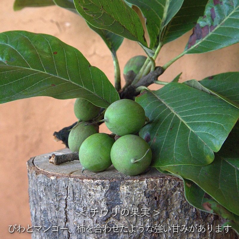 ������ �⥤�����㡼���꡼��