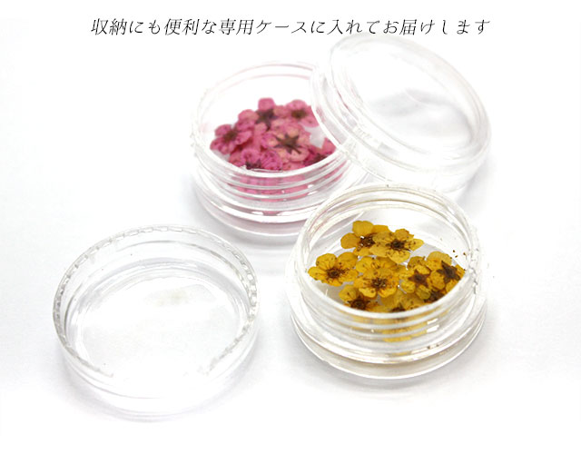 【押し花 5枚入り 単品】ドライフラワー ジェルネイル スカルプネイル レジン アクセサリー作りに大活躍!春 夏ネイルにオススメ!花 華 素材 飾り 単色 オレンジレッド パープル ピンク イエロー ベージュ グリーン ブルー【パーツ】