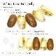 ڥͥݥ̵ۥͥ륷 ۥ磻ȥ饤Хե饤 [3D-FF-10]