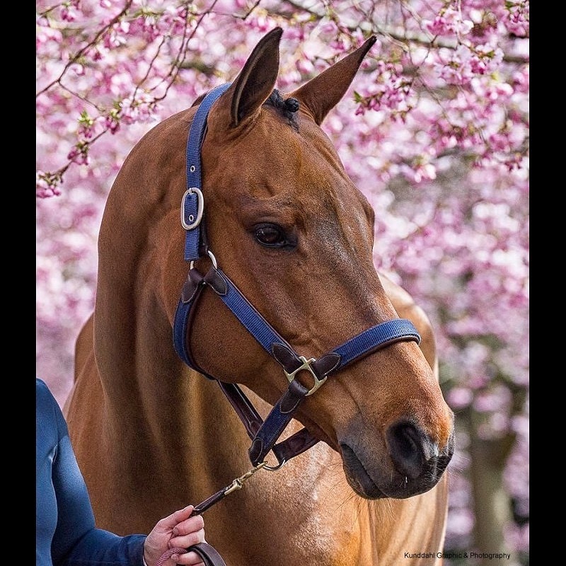 ディオン ナイロンレザーホルター