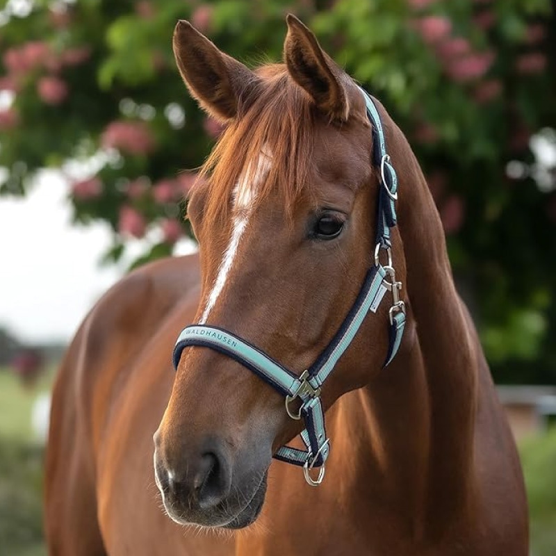 Athletic(アスレチック) ホルター