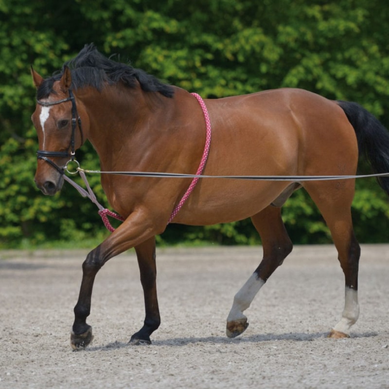 ロンジングエイドロープ