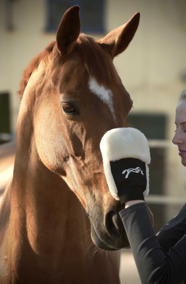 ペネロペ　グルーミンググローブ