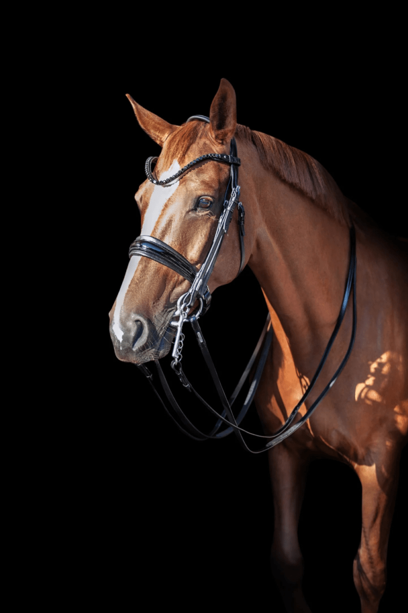 Utzon Equestrianエッセンシャルズ大勒頭絡(平革)