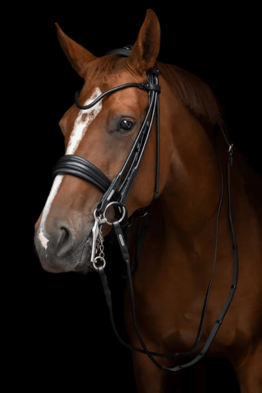 Utzon Equestrianエディンバラ大勒頭絡(丸革)