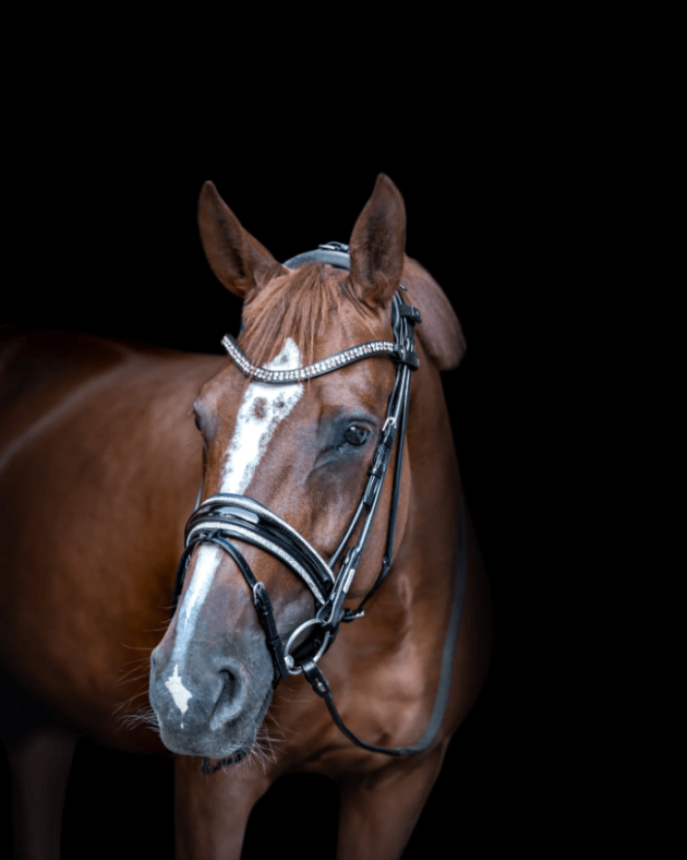 Utzon Equestrian マイアミ水勒頭絡（丸革）