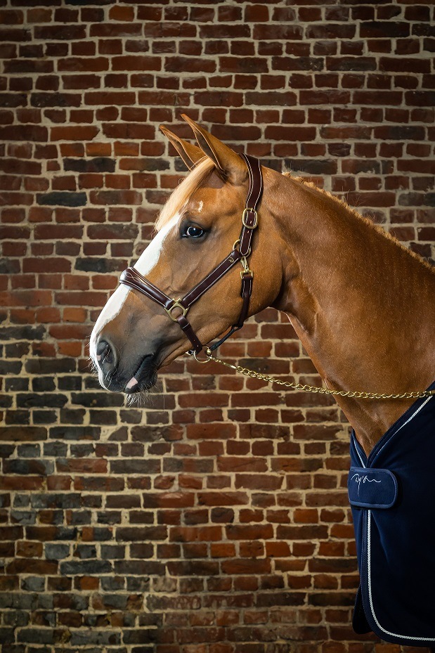 ディオン　T&Gレザーホルター