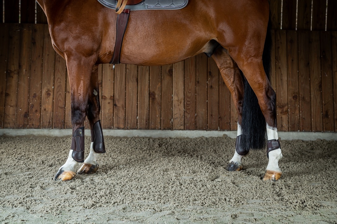 ディオン　レザープロテクター（後肢）
