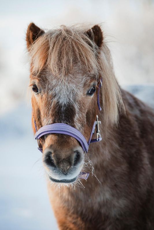 HG ポニー用ホルター Mascha