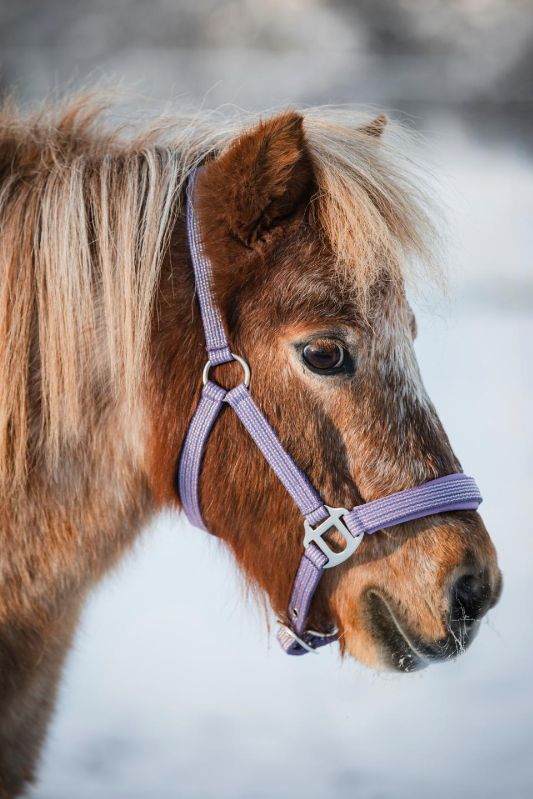 HG ポニー用ホルター Mascha