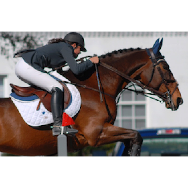 オギルヴィー サドルクロス　(障害用ゼッケン)