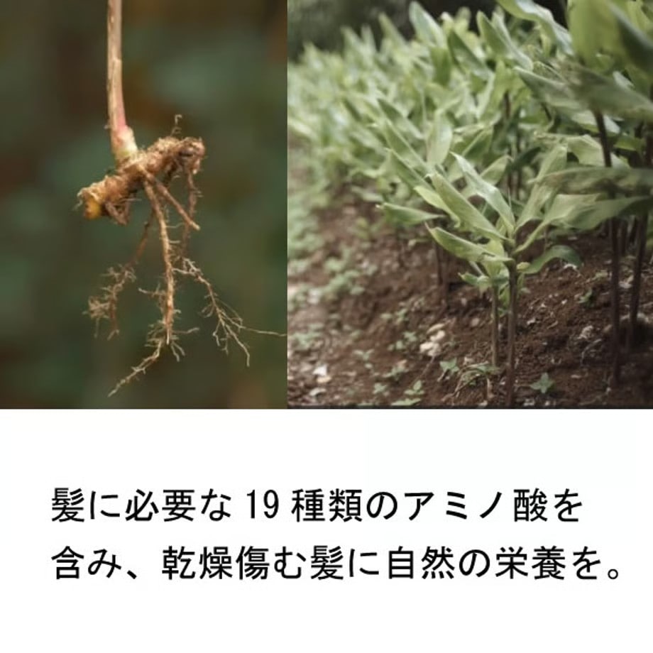 ポールミッチェル（ジョンポール）　アワプヒシャンプー