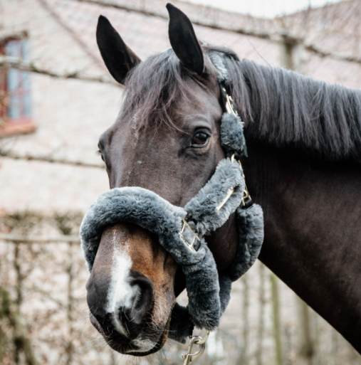 ケンタッキー　シープスキン シッピングホルター