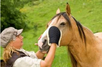 クリスト グルーミング グローブ