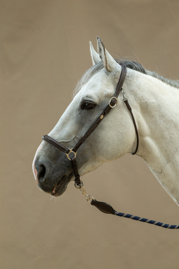 ディオン グルーミングレザーホルター