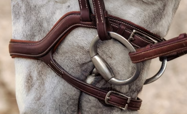 アンタレス　Precision頭絡　Ynose