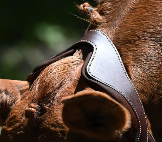 アンタレス　Precision頭絡　Ynose