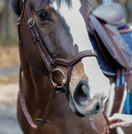 アンタレス　Precision頭絡　Ynose