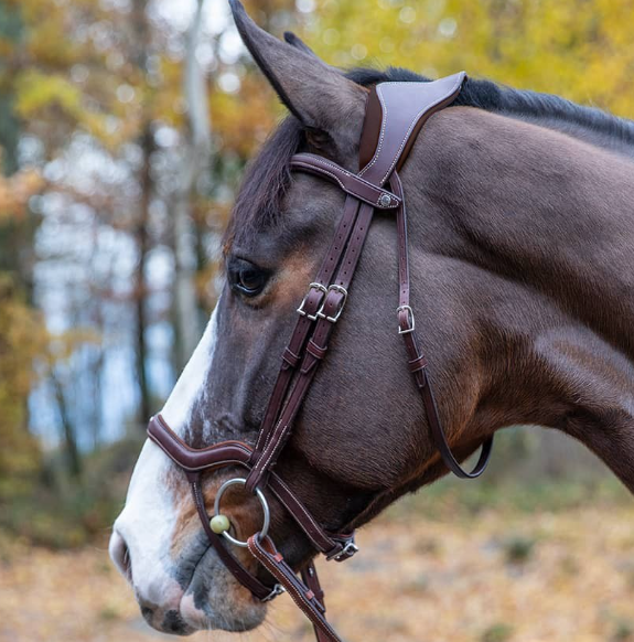 アンタレス　Precision頭絡　Ynose