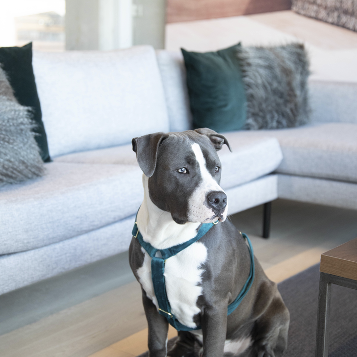 【SALE 40% OFF 】  ケンタッキー ハーネス　ベルベット