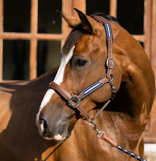 アンタレス　ストレスレスホルター