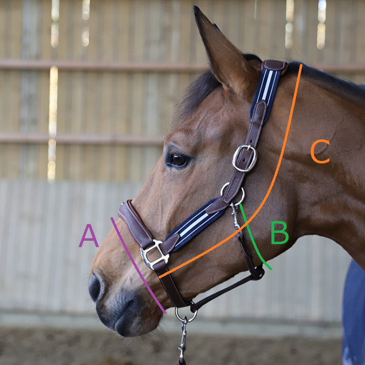 アンタレス　ストレスレスホルター