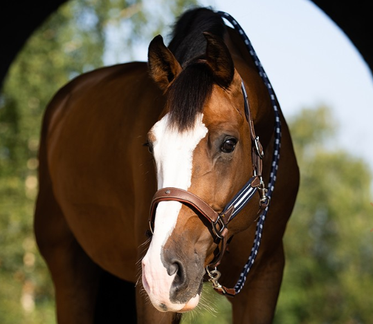 アンタレス　ストレスレスホルター