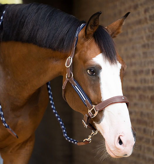 アンタレス　ストレスレスホルター