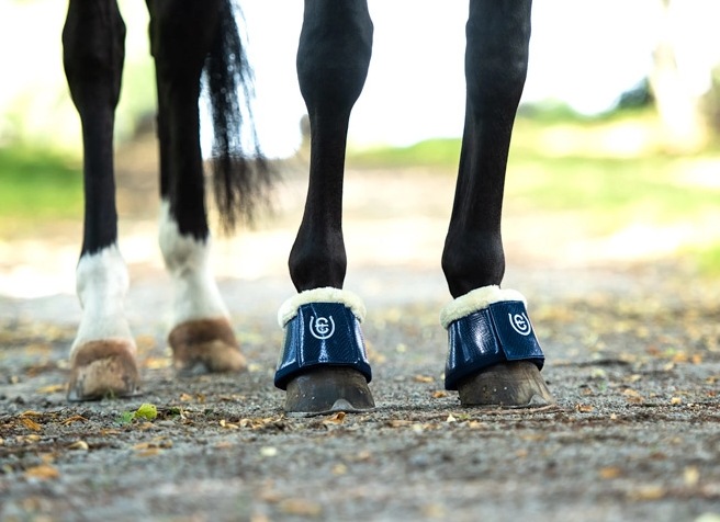 ストックホルム ボアワンコ