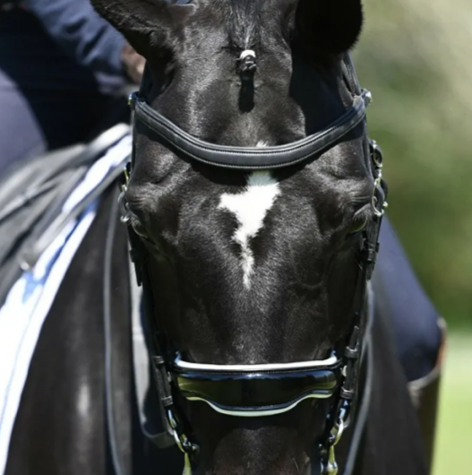 アンタレス　大勒頭絡