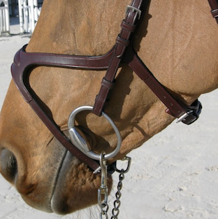 ディオン　X-FIT頭絡