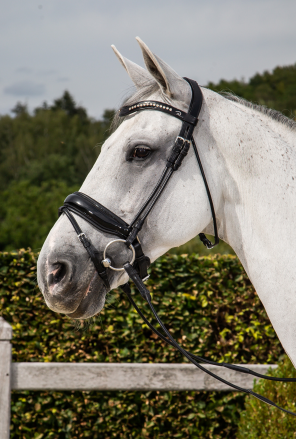 【SALE20％OFF】ディオン スペシャルドレッサージ水勒頭絡(丸革仕様) Black/OVER