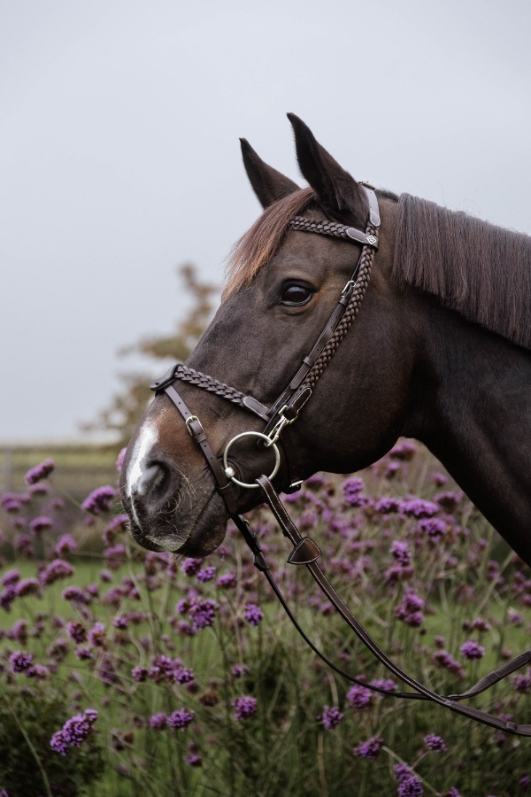 ディオン　WO　Plaited　トレーニング頭絡　(銀尾錠)