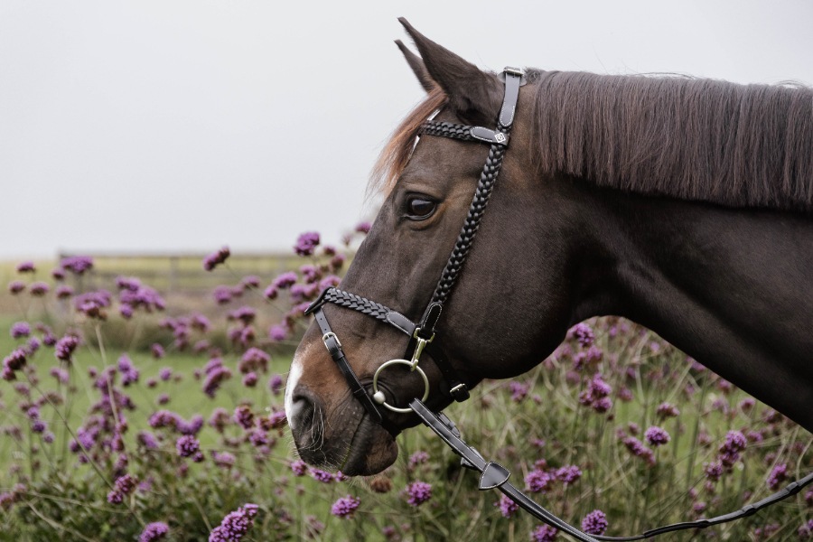 ディオン　WO　Plaited　トレーニング頭絡　(銀尾錠)