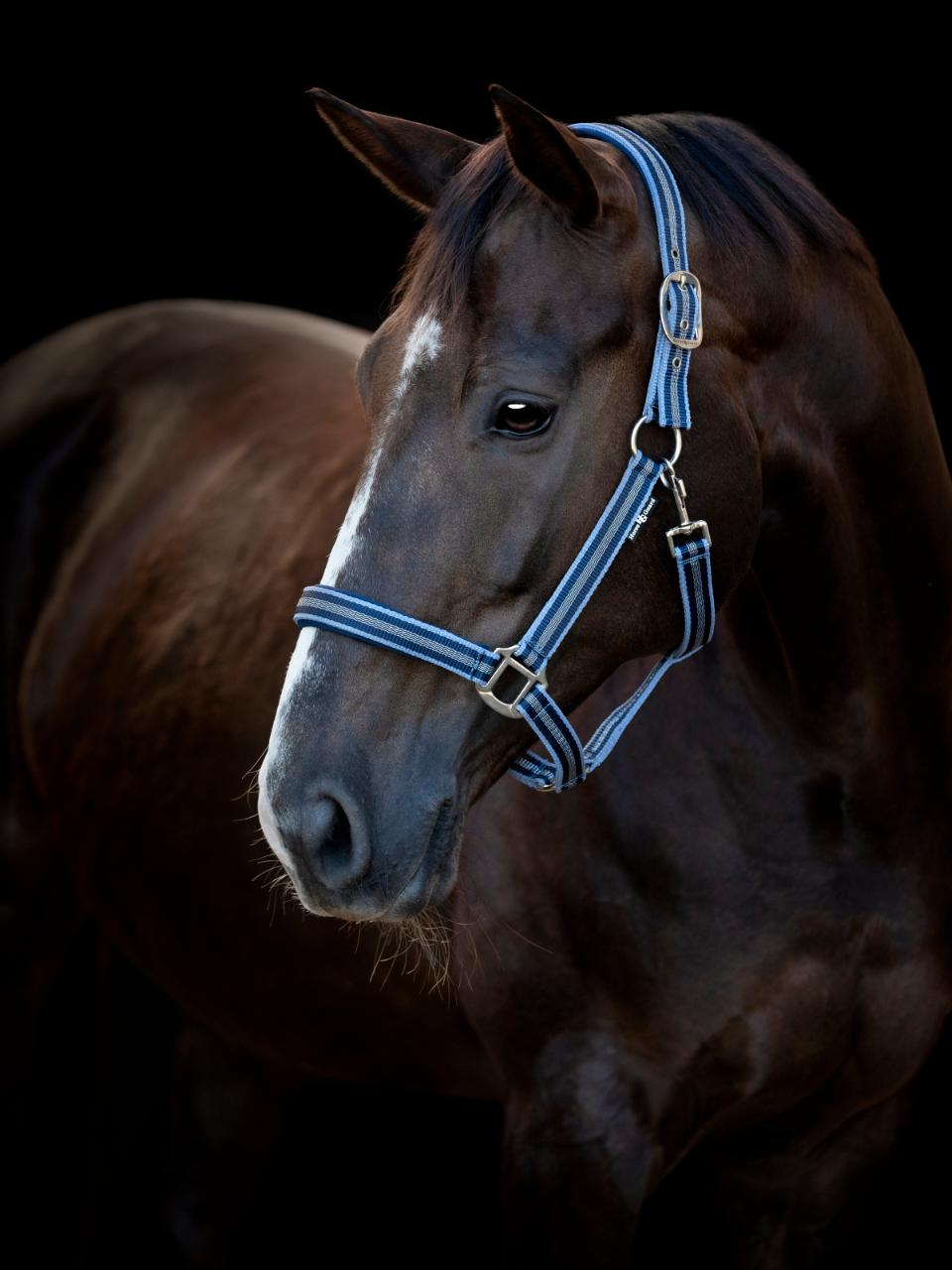 HG　Taroホルター