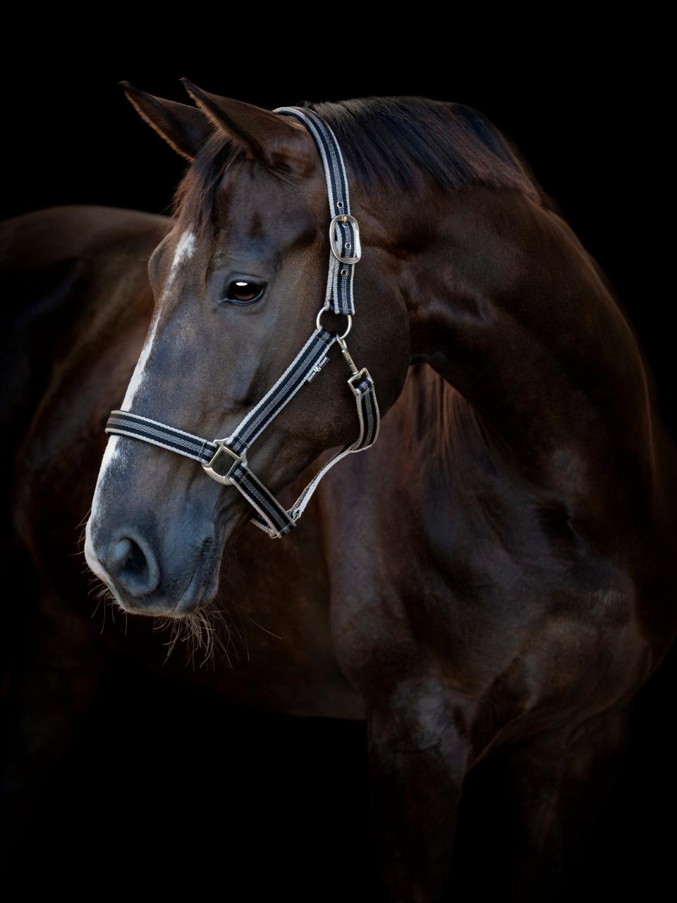 HG　Taroホルター