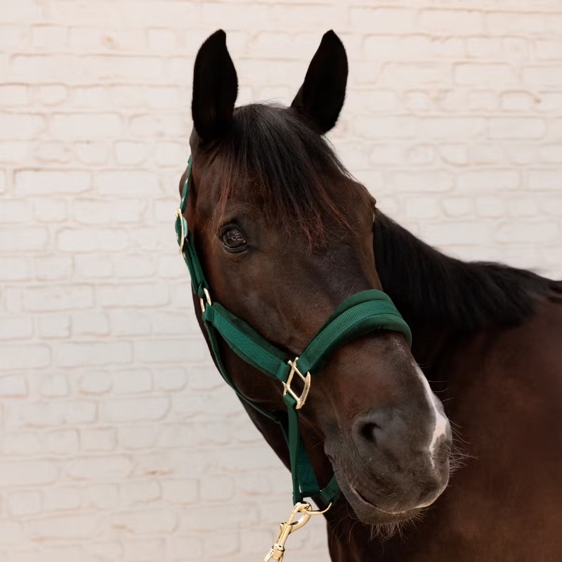 KENTUCKY Horsewear ケンタッキー 無口 ホルター フルサイズ 乗馬 馬術 ケンタッキー ベルベットホルター｜乗馬用品・馬具なら中江物産通販サイト
