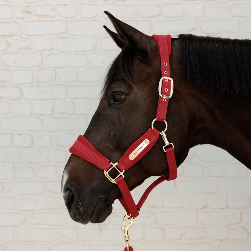 KENTUCKY Horsewear ケンタッキー 無口 ホルター フルサイズ 乗馬 馬術 000000001767_JAHjfTb.jpg
