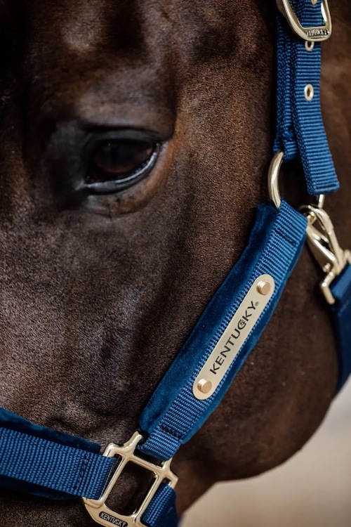 KENTUCKY Horsewear ケンタッキー 無口 ホルター フルサイズ 乗馬 馬術 000000001767_JAHjfTb.jpg