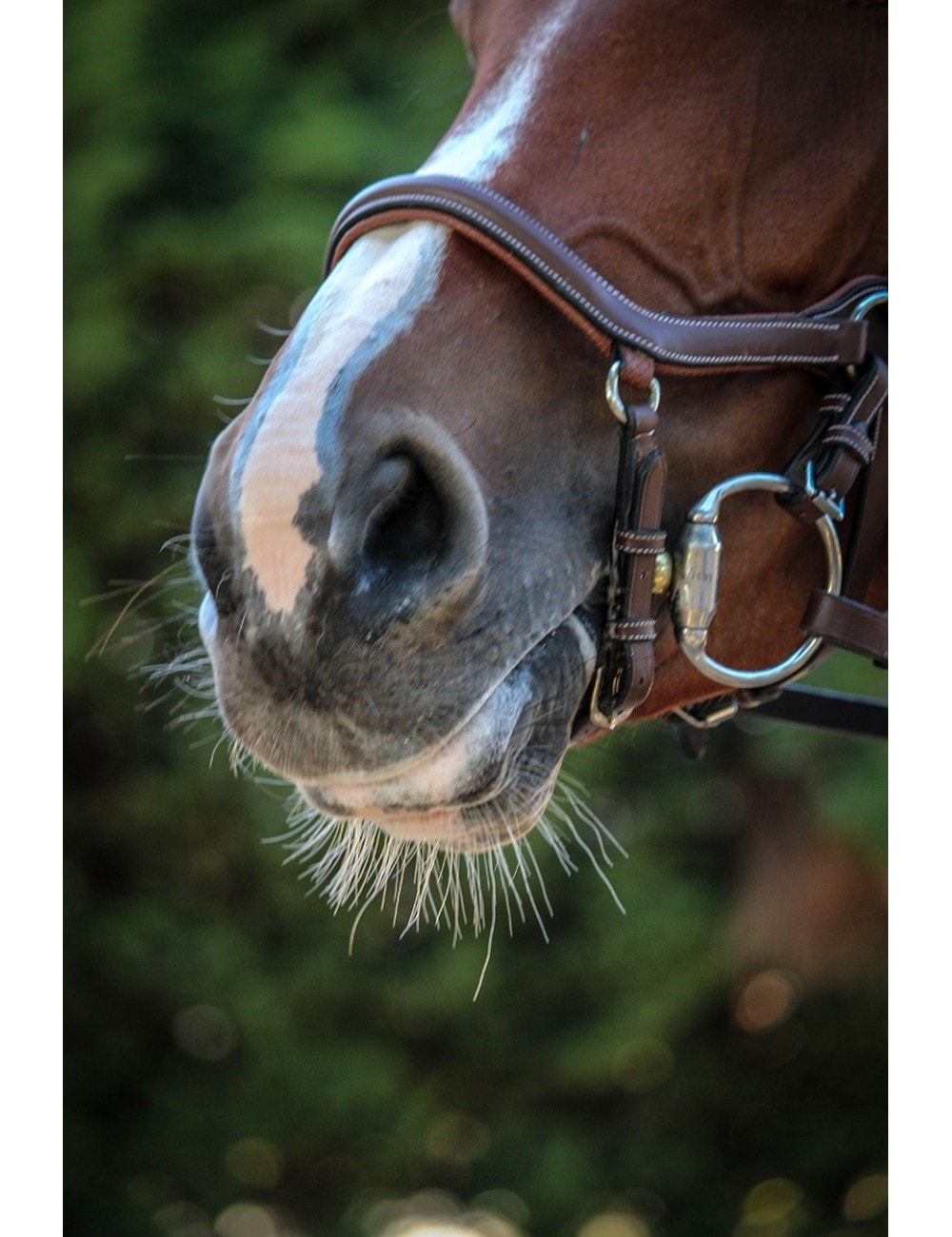 シルデリック 馬場鞍DJO｜乗馬用品なら中江物産通販サイト