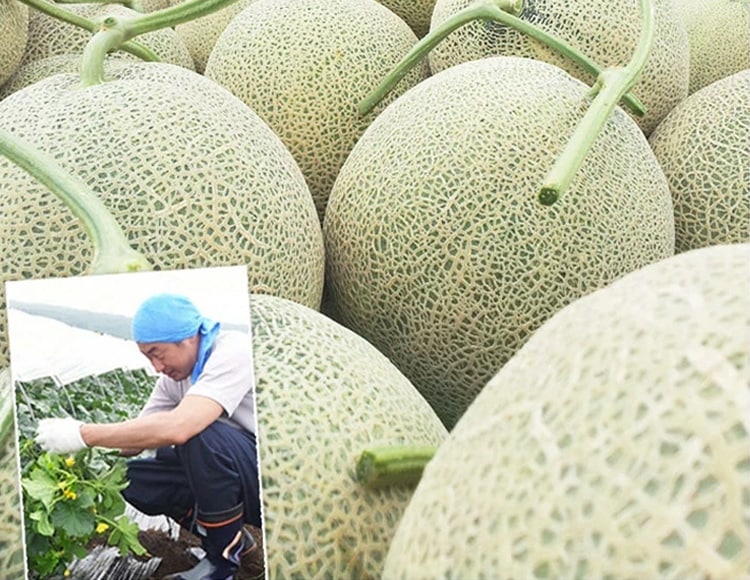 北海道らいでんメロン 4～5玉入り 1ケース