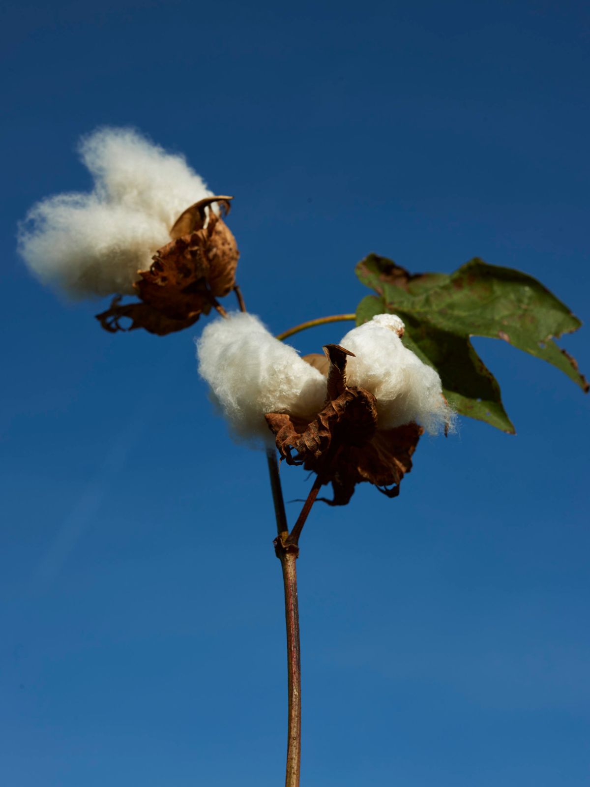 【種から育てた奥出雲コットン】ピンタックアイマスク