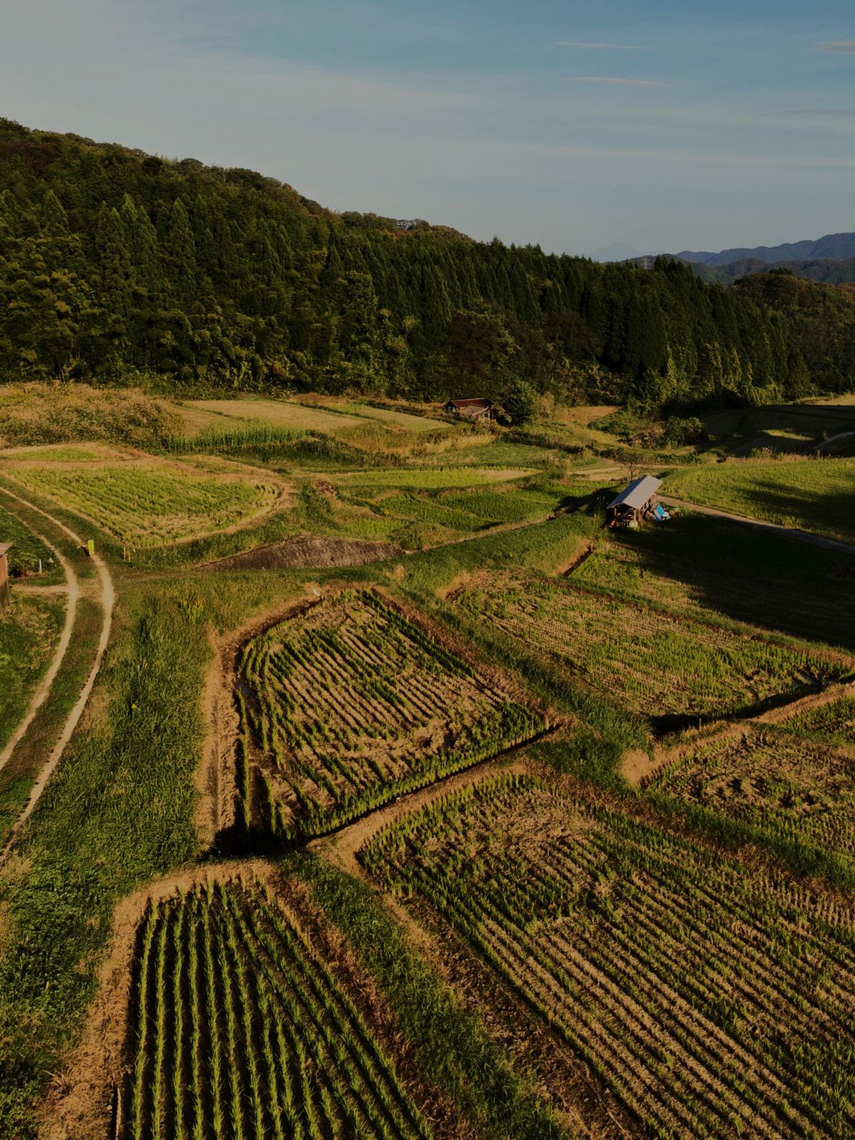 【種から育てた奥出雲コットン】ピンタックアイマスク