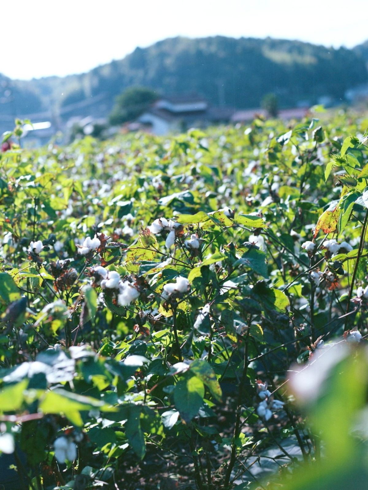 【先行予約】【種から育てた奥出雲のコットン】パジャマ上下セット ブルー｜イニシャル手刺繍カスタム