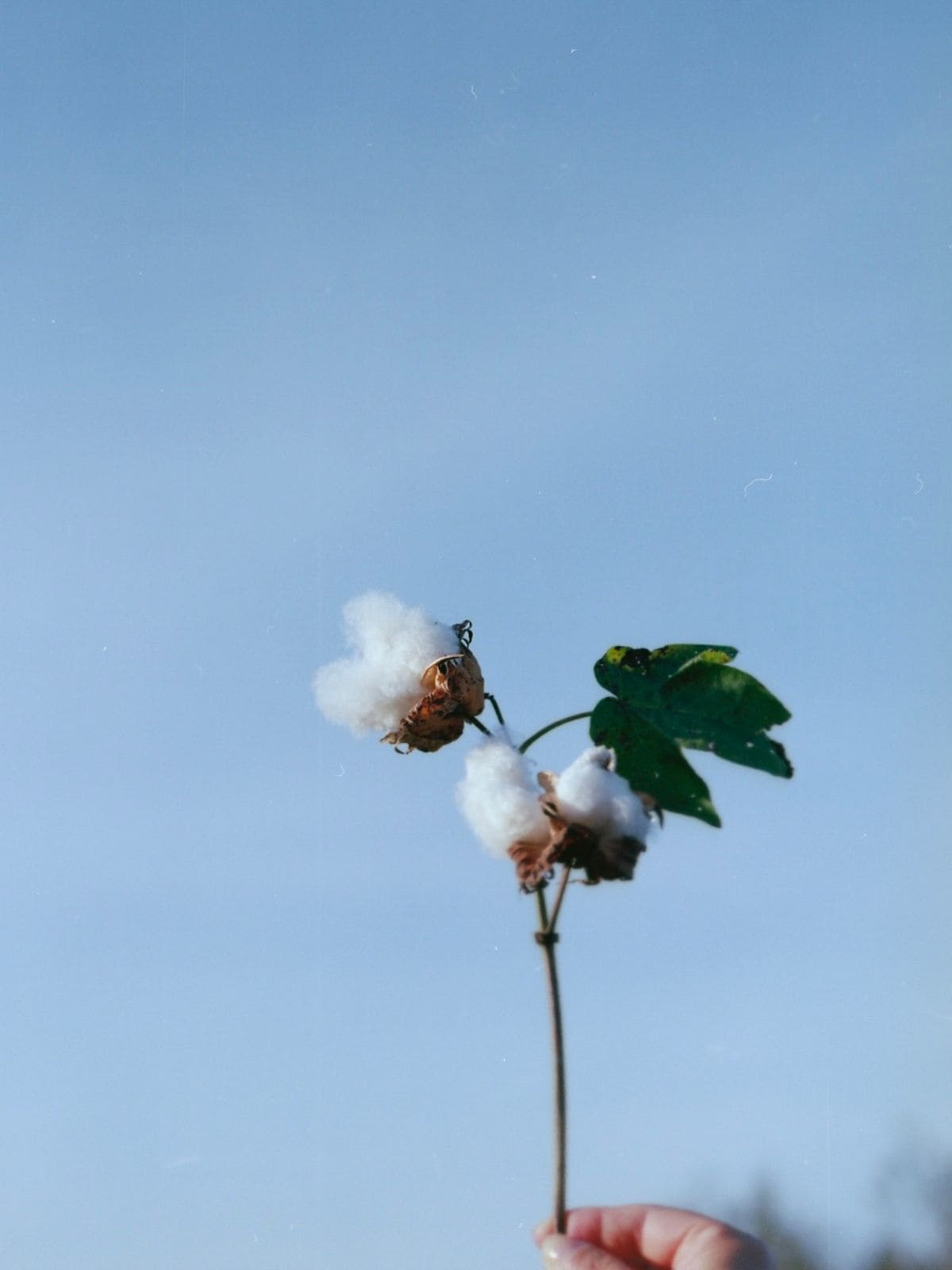 【先行予約】【種から育てた奥出雲のコットン】パジャマ上下セット ホワイト｜イニシャル手刺繍カスタム