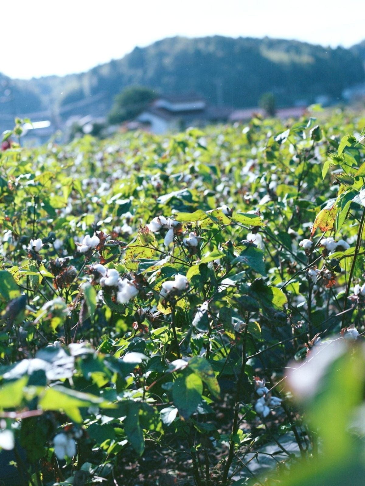【先行予約】【種から育てた奥出雲のコットン】パジャマ上下セット ホワイト｜イニシャル手刺繍カスタム