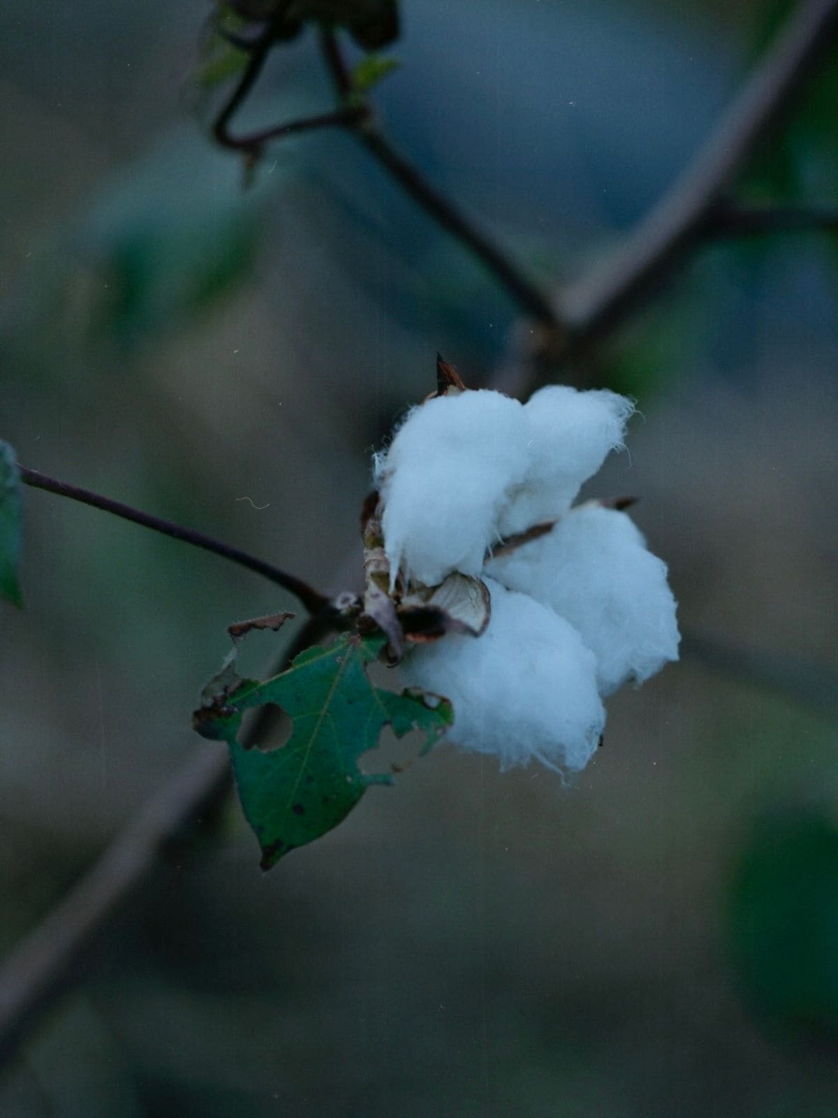 【先行予約】【種から育てた奥出雲のコットン】パジャマ上下セット ホワイト｜イニシャル手刺繍カスタム