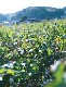 【無料配布】奥出雲コットンの種をお届け