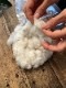 【無料配布】奥出雲コットンの種をお届け